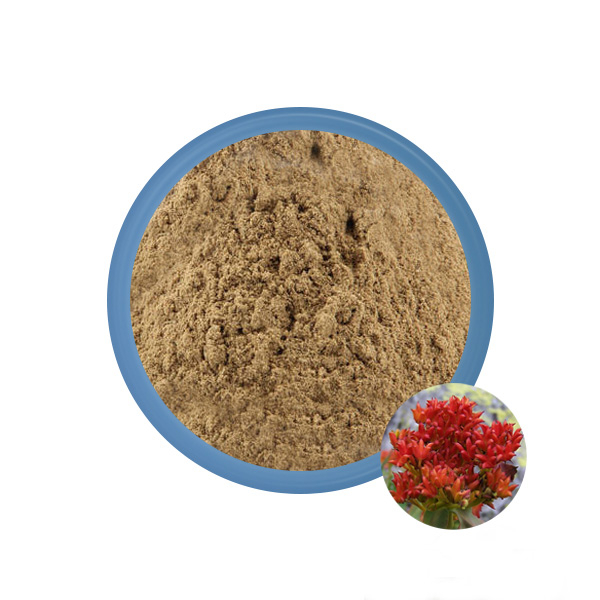 최고의 Rhodiola Rosea 파우더